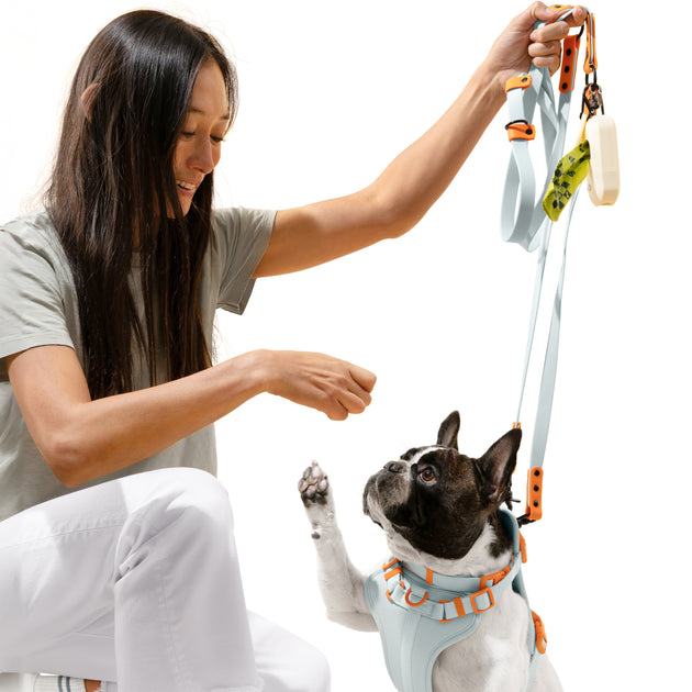 The Licker Store Arlo Pet Harness Blue Large 4