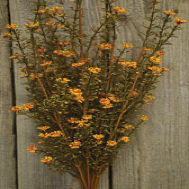 Hivvago Astilbe Bush Rust 21in 2