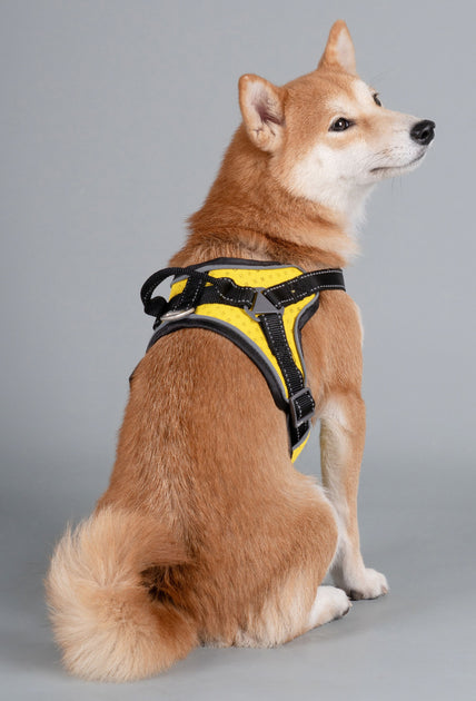 Dog Helios Scorpion Hundegeschirr Orange Large 4