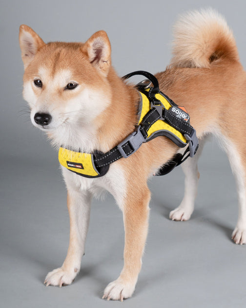 Dog Helios Scorpion Hundegeschirr Orange Large 3
