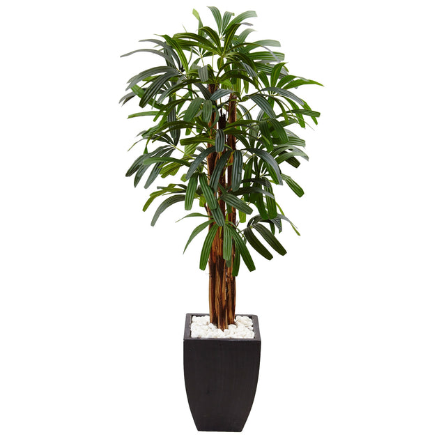HomPlanti 5.5' Raphis Plam Tree in Black Planter | ShopSimon